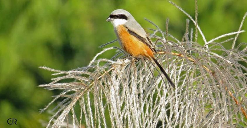 Long-tailed shrike-munnar